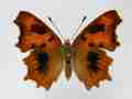 Polygonia c-album (cold shock abb 5) (Internet Image property of respective owner, non-commercial use only)